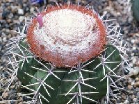 Melocactus violaceus ©JL3259.jpg